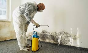 Why You Should Choose Our Mold Remediation Services in Eglin Af, FL